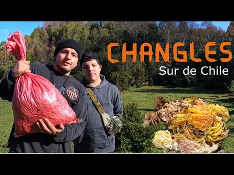 Recolección de CHANGLES SUR DE CHILE / LONCOCHE