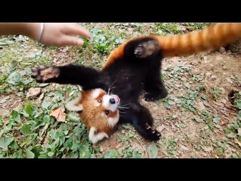 Red Pandas Are Like Puppies #cute #redpanda