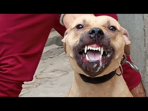 👑Red Romeo👑|| American Pitbul Terrier || Real Apbt Dog// best dog |Gabru Pitbull Latest video ! 2021