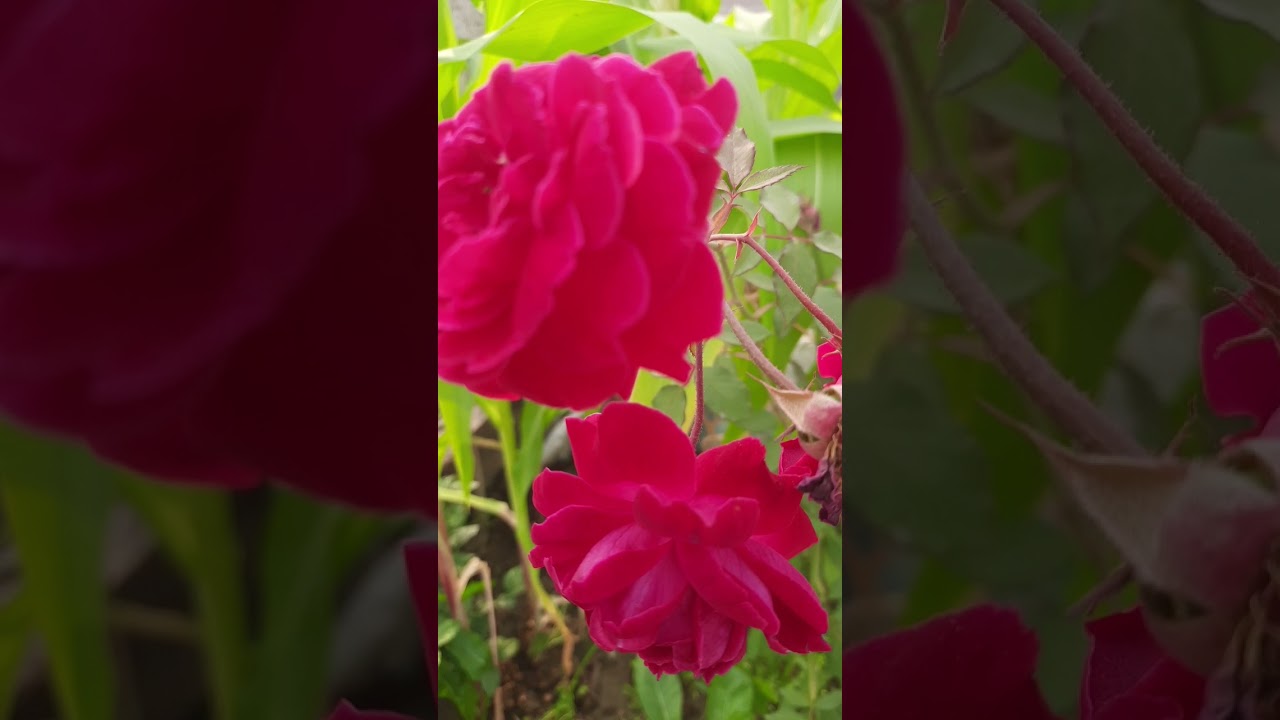 red rose 🌹 ♥ ❤ 😍 #shorts || whatsapp status