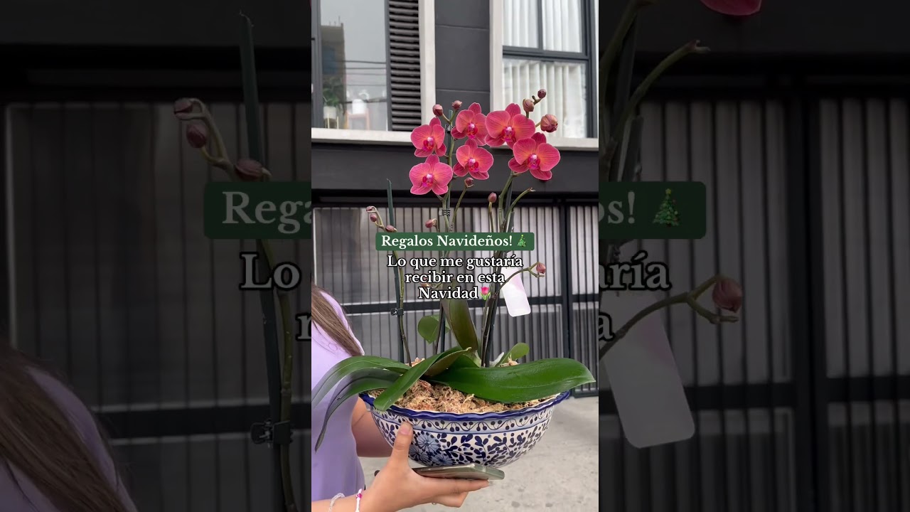 Regalos para sorprender en esta Navidad #limaperu #orquídeas #regaloslima #floreria