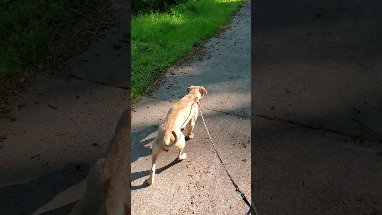 Rehabilitation: American pitbull terrier
