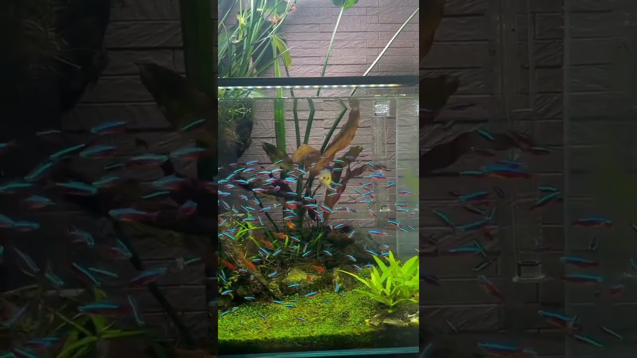 rekomendasi aquascape ikan neon Tetra baguss