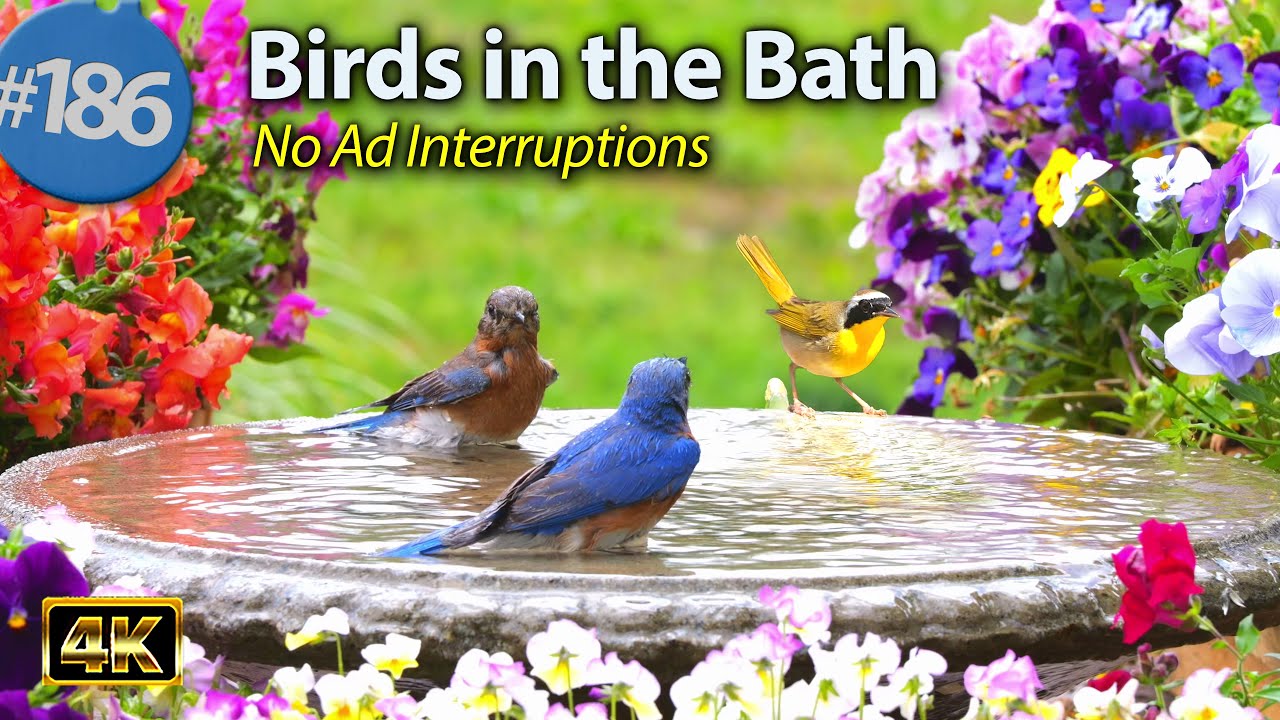 Relaxing Bird Bath 😻 Splashing Birds  Fountain Water Sounds Uninterrupted CatTV @LensMyth