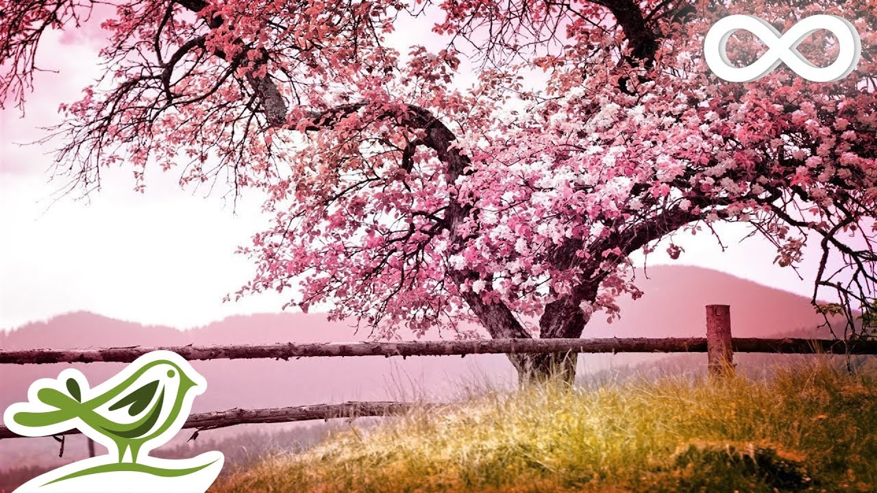 Relaxing Piano Music: Romantic Music, Beautiful Relaxing Music, Sleep Music, Stress Relief ★122
