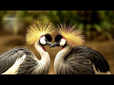 Relaxing smooth music, relaxing music, deep sleeping music, stress relief and meditation music