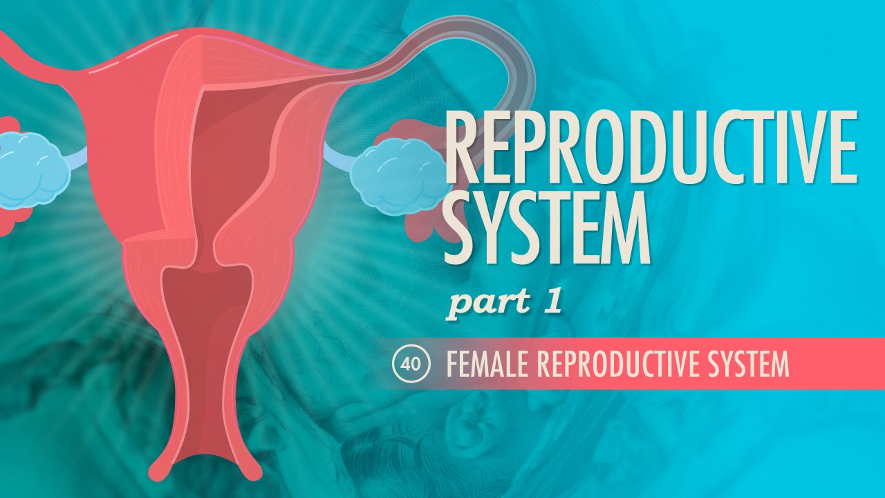 Reproductive System, Part 1 - Female Reproductive System: Crash Course Anatomy & Physiology #40
