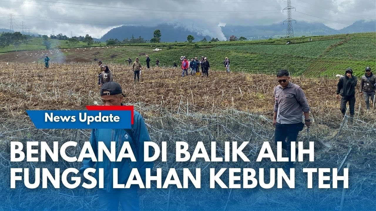 RESAH DI BALIK KEBUN TEH VIRAL PANGALENGAN: Tak Hanya Sayuran, Kebun Teh Berubah Jadi Tempat Wisata