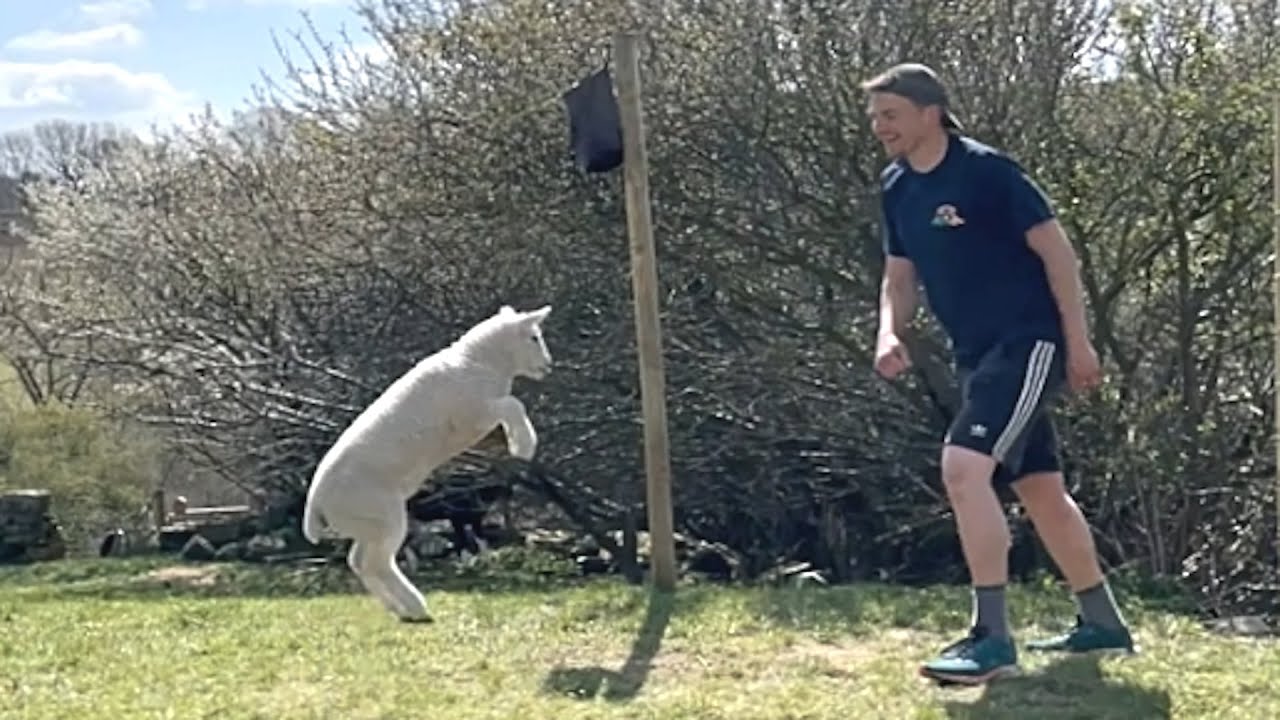 Rescue lamb and guy are BFFs