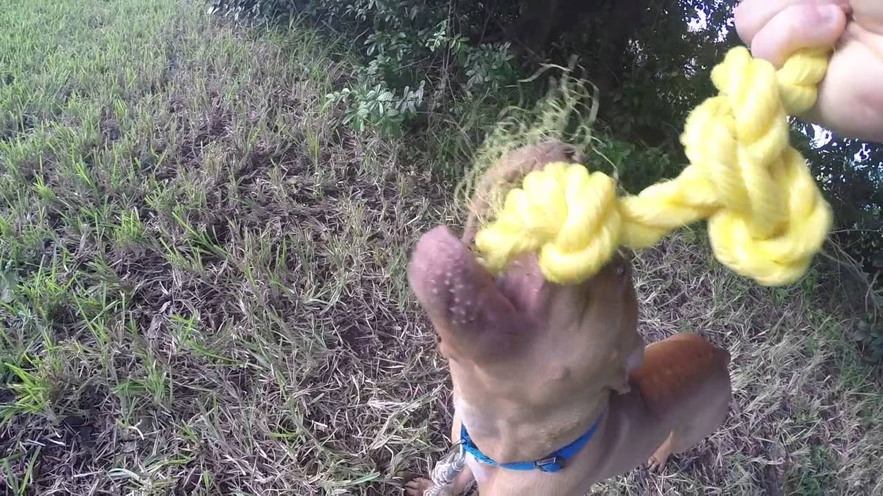 Rescued Pitbull Jade On The Spring Pole 12-1-15