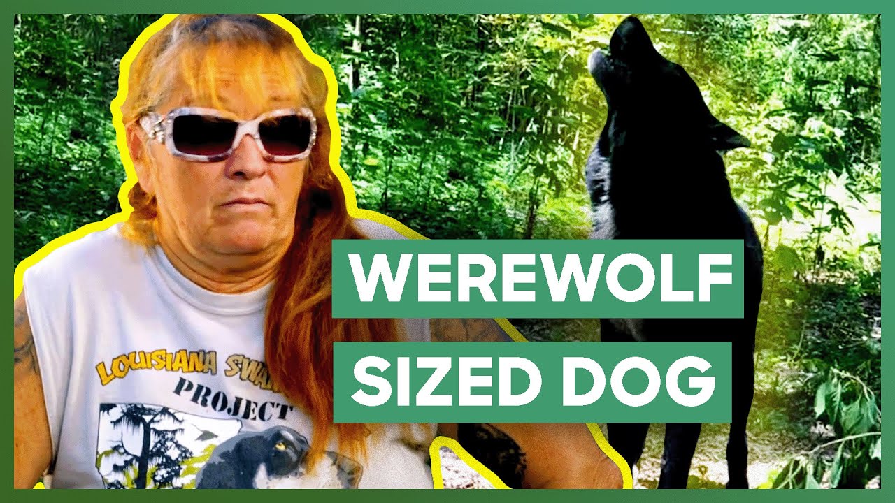 Rescuing A Wild Dog Pack | Pit Bulls & Parolees