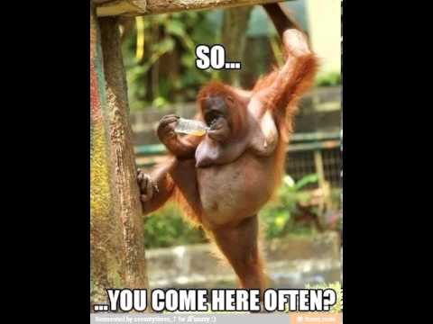 retarded monkey