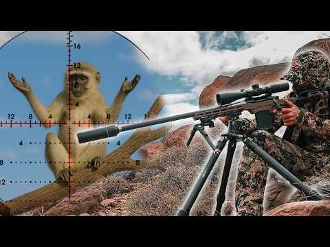 Return Of The Monkey Manager, Deadly Contracts!