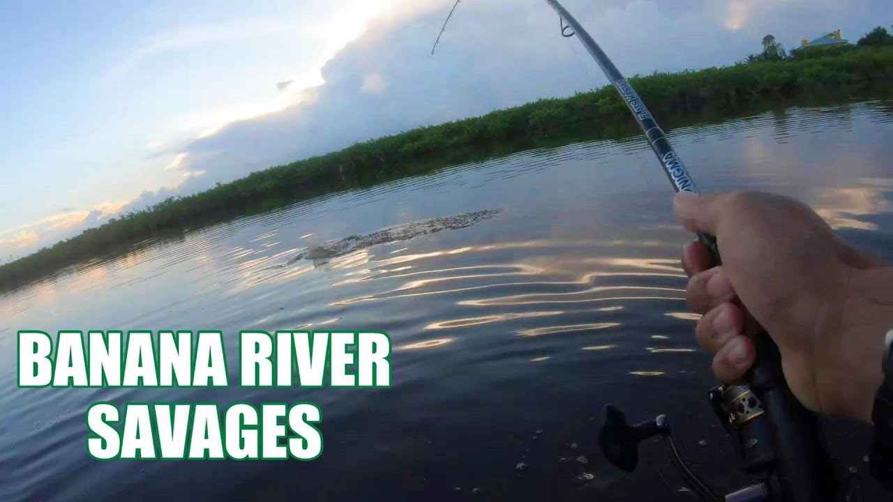 RETURN TO THE BEST FISHING SPOT ON THE BANANA RIVER