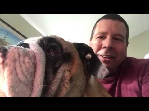 Reuben the Bulldog: Roo TV