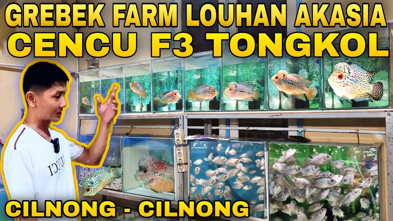 REVIEW Farm LOUHAN CENCU F3 TONGKOL Cilnong - Cilnong Di Akasia Farm Lohan