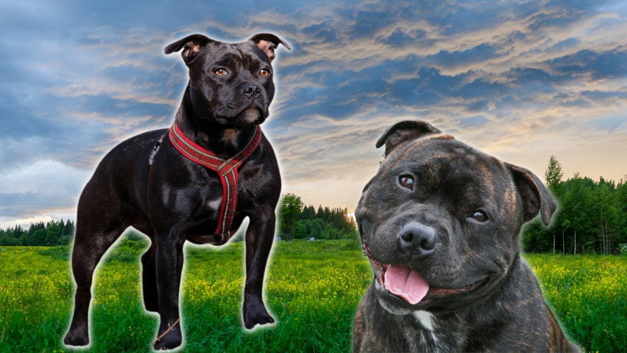 Review of English Staffordshire Bull Terrier | Animal Kingdom