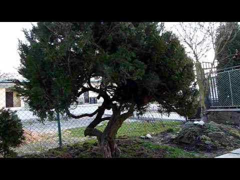Rex - Patterdale 2