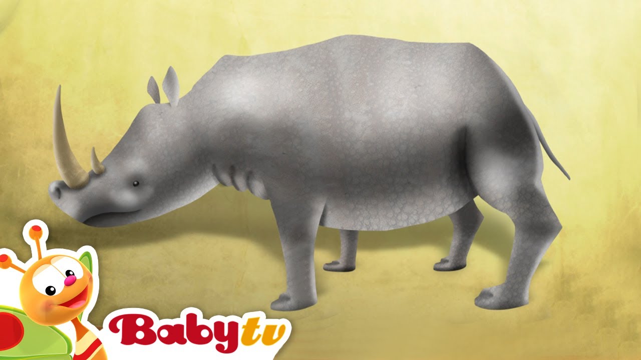 Rhinoceros | Animal Party | Animals for Kids @BabyTV