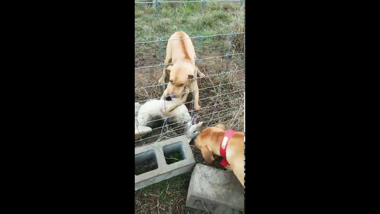 Rhodesian Ridge Back kills coyote.