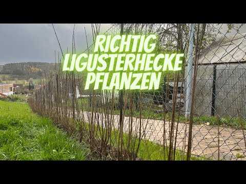 richtig Liguster (Atrovirens) Hecke als Sichtschutz pflanzen I Anleitung I Hainbuche