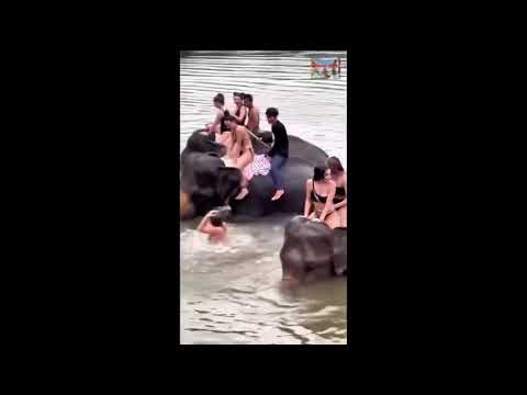 riding an elephant and bathing in the river in Vietnam hot girls is filling hapiness | 4k video