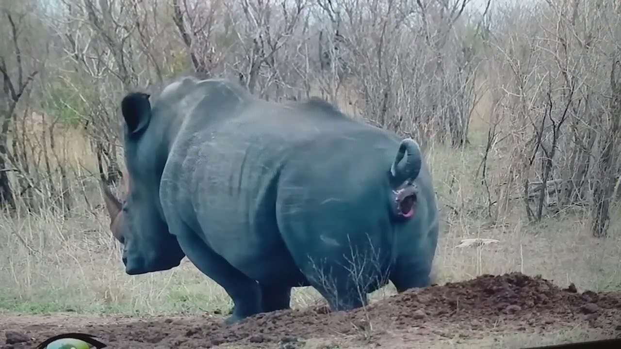 Rinoceronte Fazendo Cocô (Parte 2)