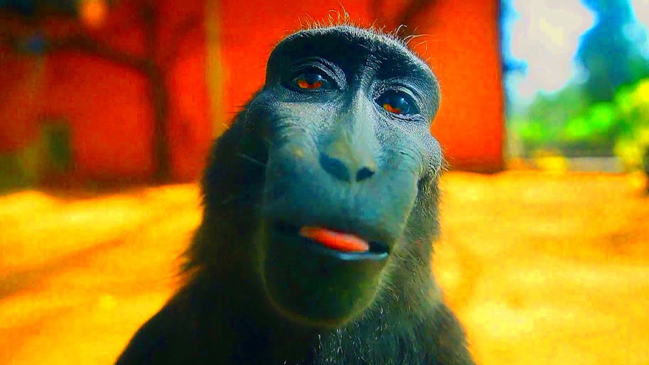 Rizz Monkey: The Original Video
