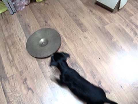 ROCKY DEUTSCHER JAGDTERRIER TERRIER PET DOG GERMAN HUNTING BRASS CYMBALS AMATI DRUMS