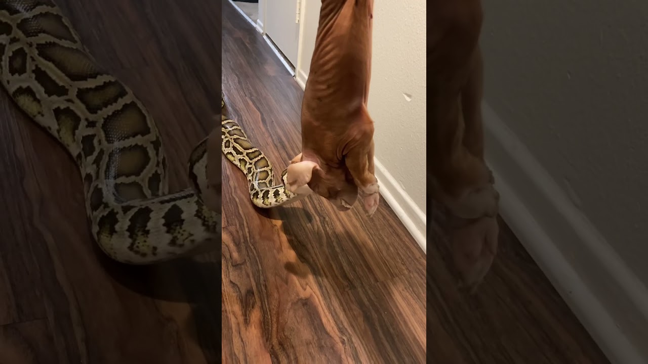Rocky My GIANT Python Having Piggy Dinner! 🐷🐍