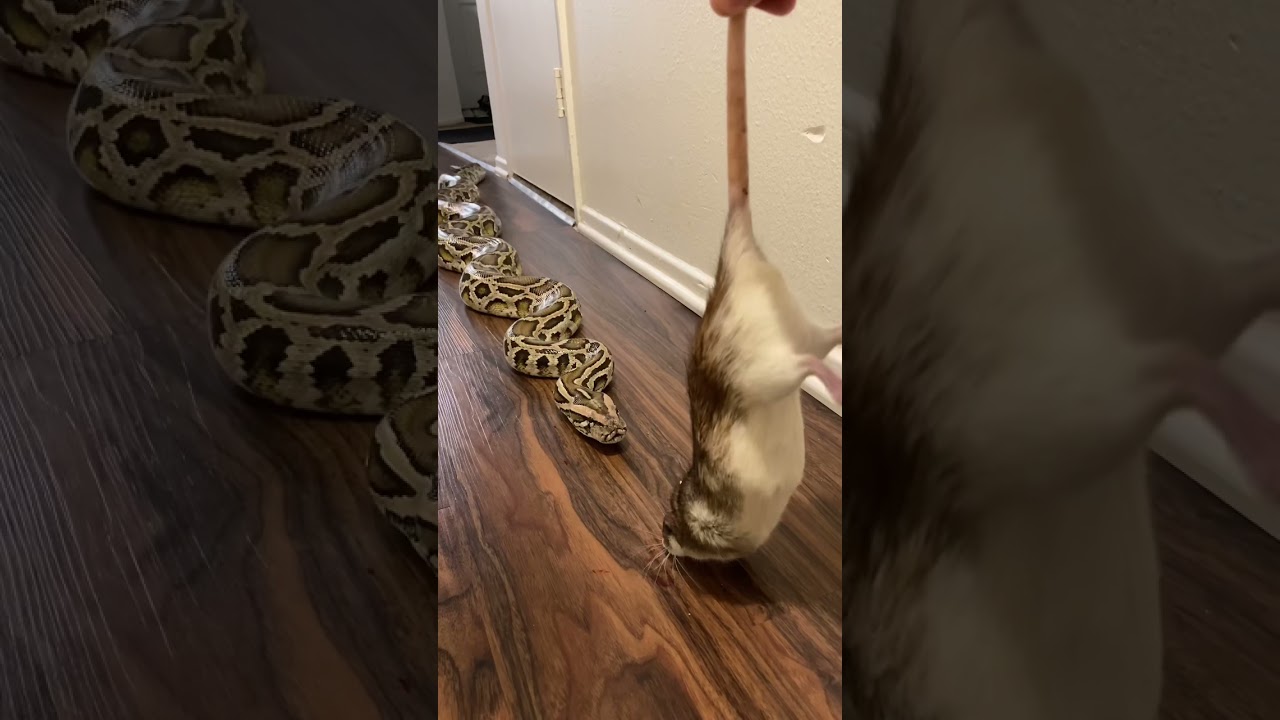 Rocky My Giant Python Vs HUGE Rat! 🐀🐍
