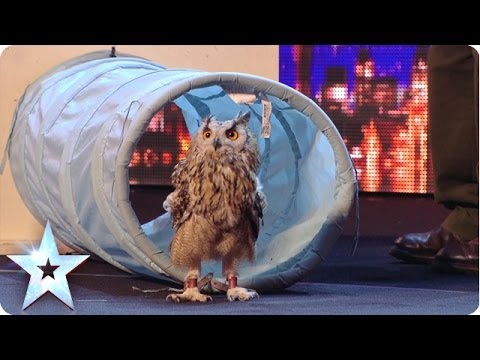 Rocky the owl is a hoot! - Britain's Got Talent 2014 - Berkley Owls