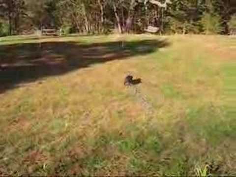 Rocky the Staffy Bull