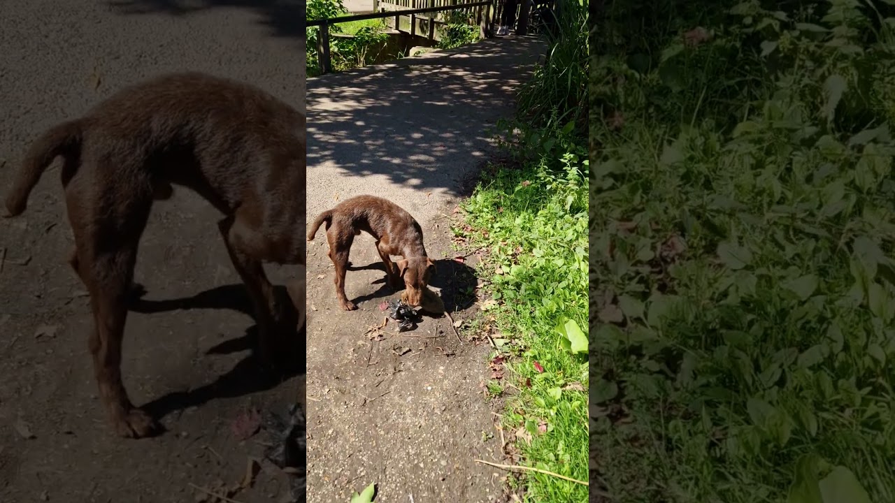 Rollo the patterdale terrier catches massive rat over children's park
