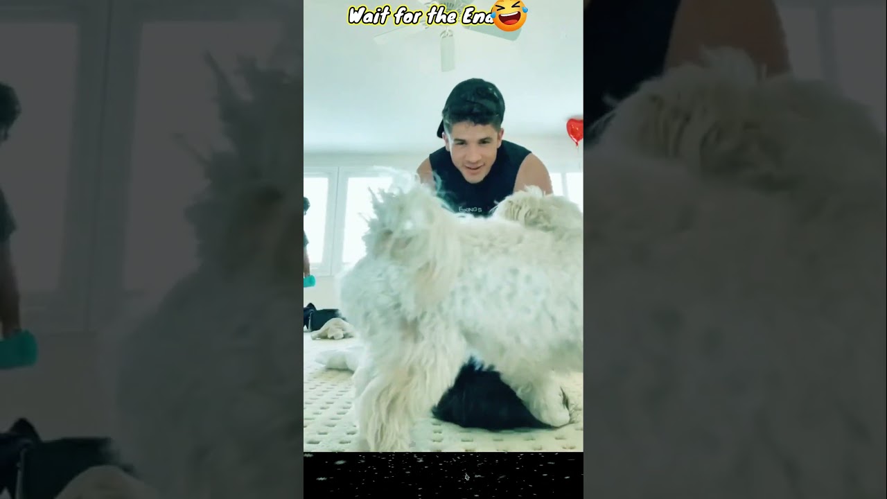 Romantic tickling Challenge: Husband's Love Language to Surprise Wife | reaction | #shorts