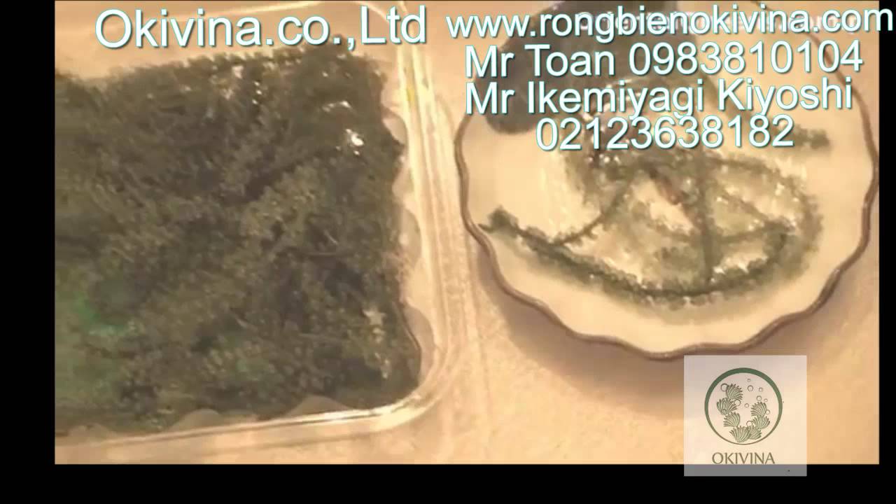 Rong nho Okivina./sdt: 0905074344 www.rongbienokivina.com