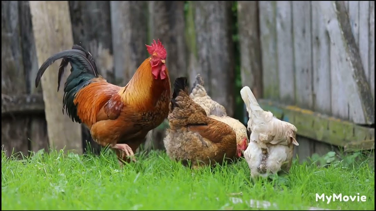 |Rooster crowing compilation plus| |Rooster crowing sounds effect| |hen videos|