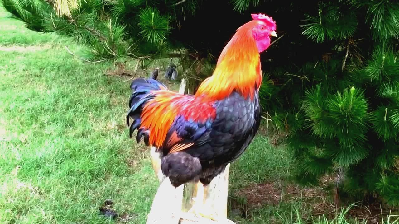 Rooster crowing louds in the morning nature alarm clock