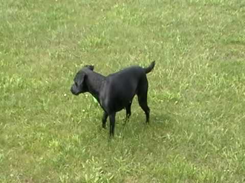 Rosie the Patterdale terrier
