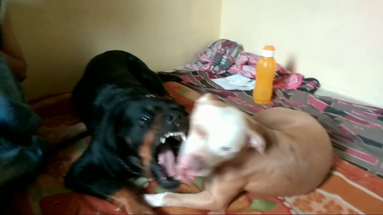 Rottweiler vs Pitbull Iron Jaw