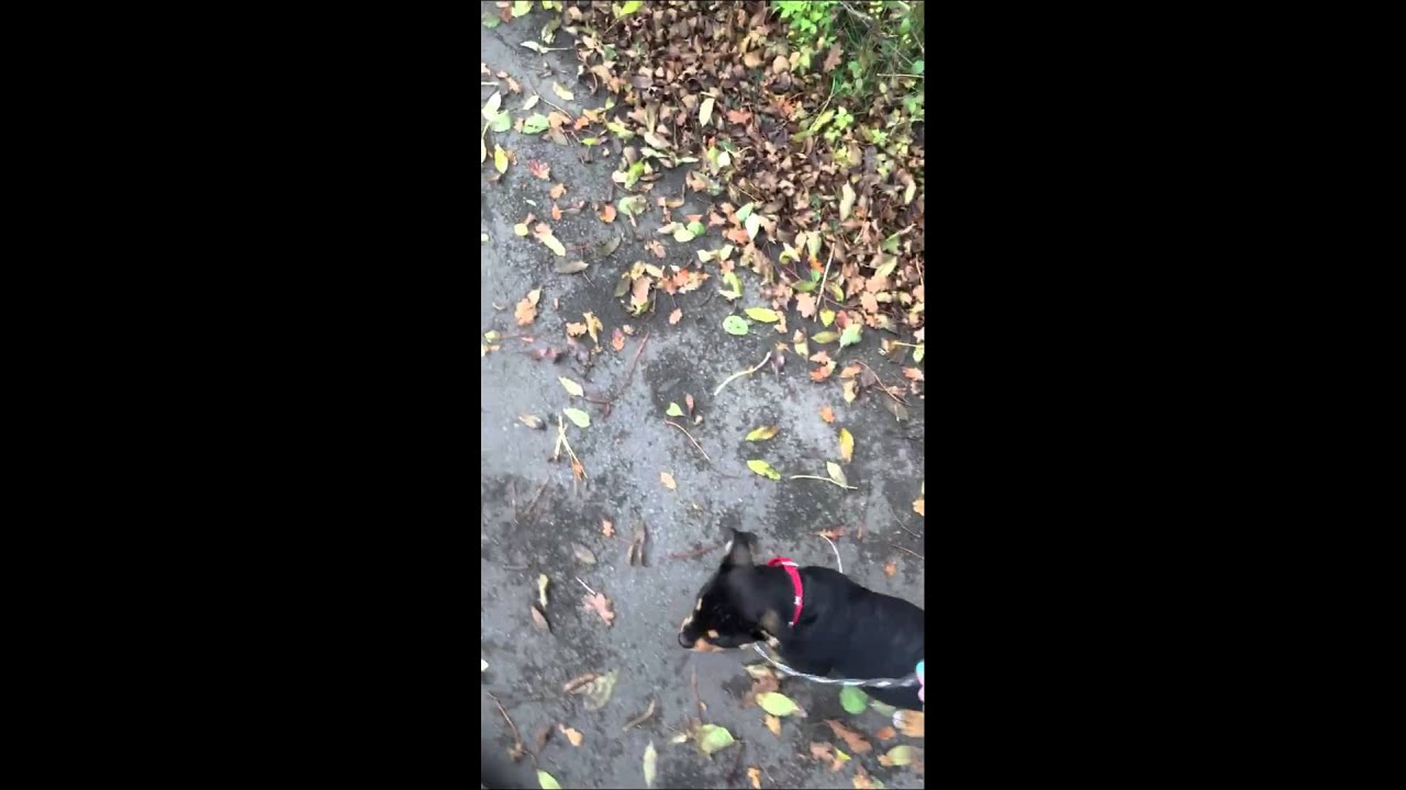 Rottweiler x Staffordshire Bull Terrier First Walk