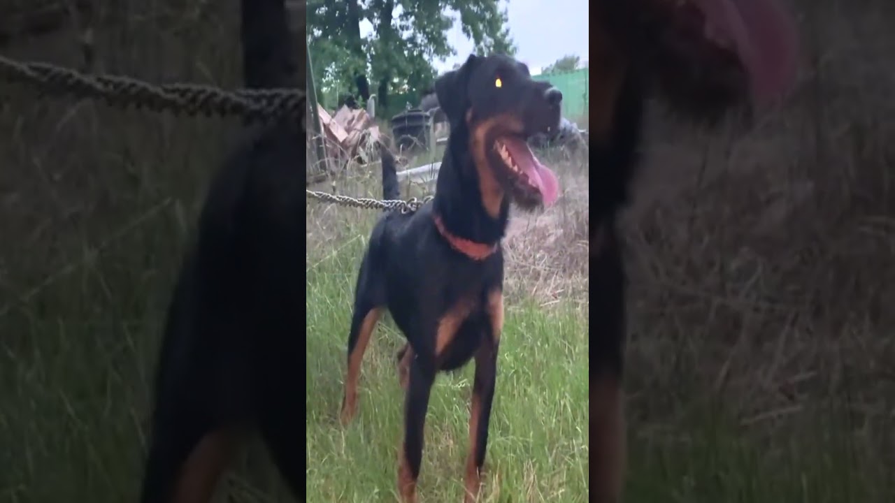 ⚒️Roxy  #riverline1#huntingdog#jagdterrier  #runthemdogs #germanhuntingterrier 1