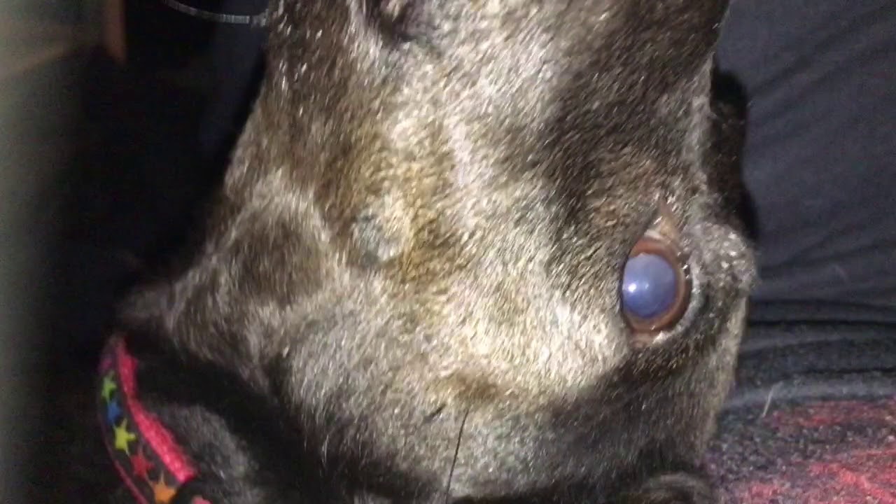 Roxy the Howling Patterjack
