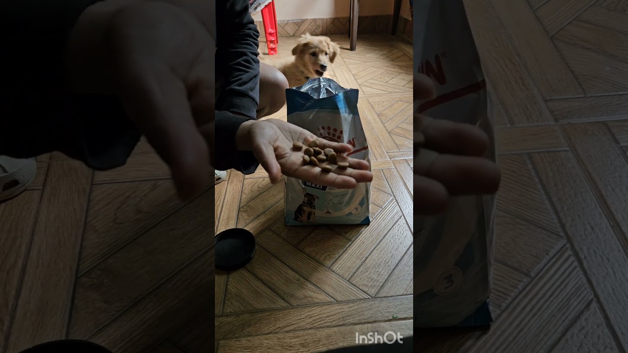 Royal canin golden retriever #royalcanindogfood #goldenretriever #dogfood #doglover