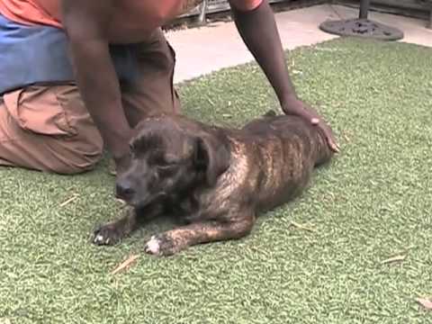Rudy, 1 year old Staffordshire Bull Terrier. San Pedro California