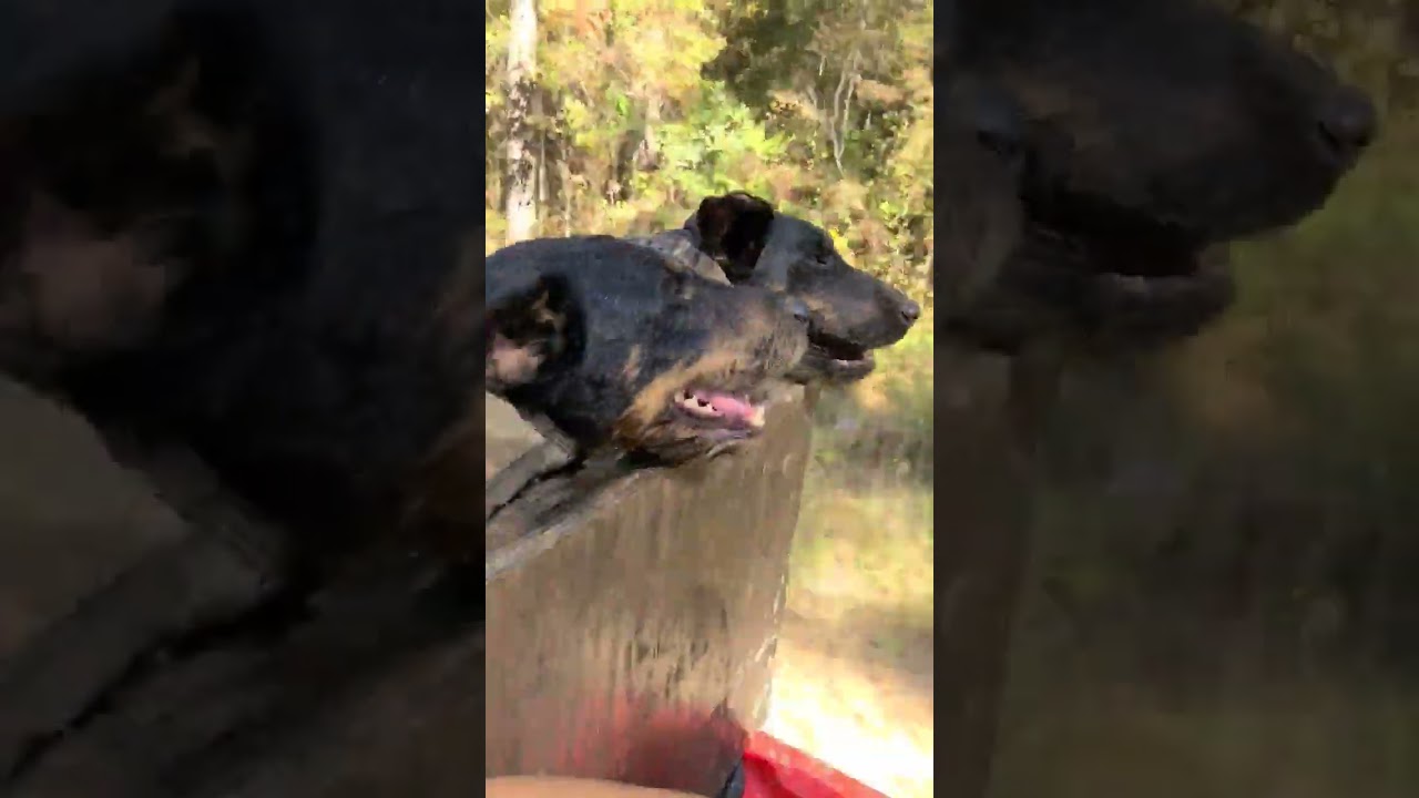 Runnin' the dogs #jagdterrier #huntingmachines