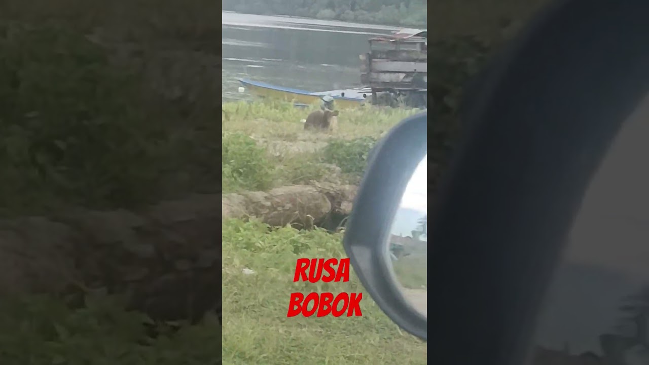 RUSA BOBOK#auto crot