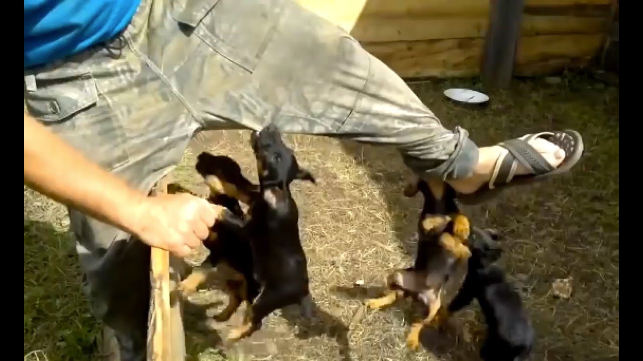 Ruthless terriers Attacked a man