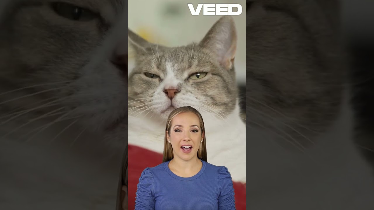 Rüyada Kedi Sevmek