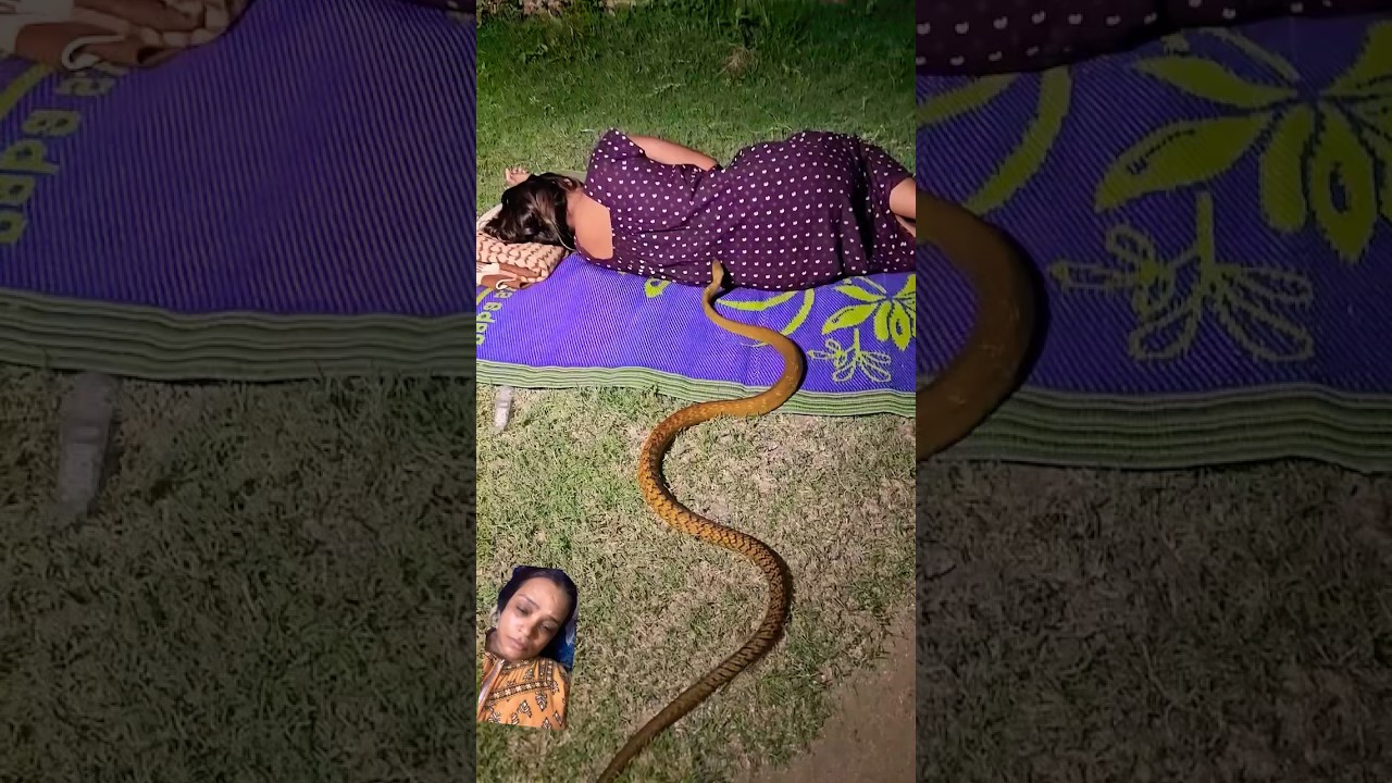 🐍#saanp #cobra #saamp #snake #kingcobra #animals #snakechannel #reptiles #snakebite #youtubeshorts
